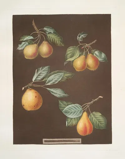 Apples (Pomme d'Apt, Courpendu Blanche, Royal Nonsuch, Margill and the Summer Nonsuch varities). by George Brookshaw, 1812…