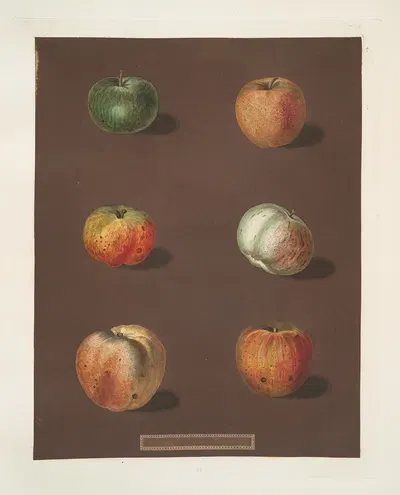 Apples (Rhenet Gray, Padly's Pippin, Bigg's Nonsuch, July flower, Kirk's scarlet admirable and the Ribstone Pippin…