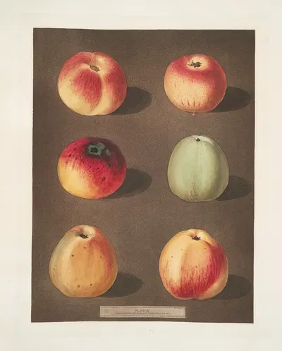 Apples (Striped Holland Pippin, Marygold , Sullenworth Rennet, Saint Germain, Watkin's large dumpling and the Beauty of…