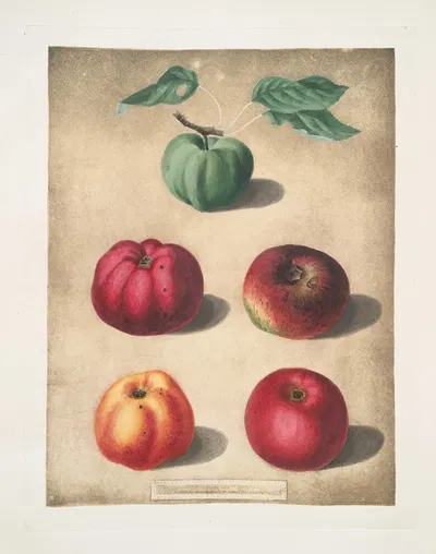 Apples (White Colville, Red Colville, Norfolk Beefin, Norfolk paradise, Norfolk storing varities). by George Brookshaw,…