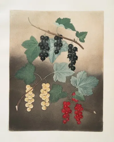 Black currant – Dutch red and white currants. by George Brookshaw, 1812 — digital art print download