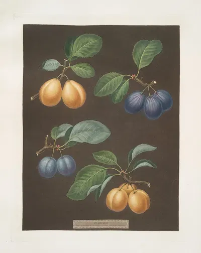 Black, Breda, Brussels and Moor park apricots. by George Brookshaw, 1812 — digital art print download