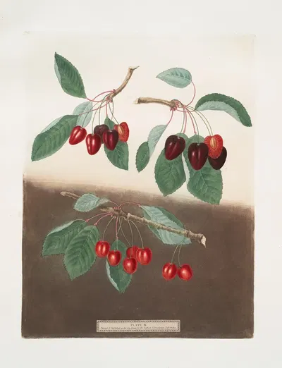 Bleeding-heart, Ox-heart and Maple-heart cherries. by George Brookshaw, 1812 — digital art print download