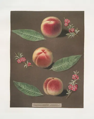 Bourdine, Nivette, or Bell de Vitry and the Late admirable peaches. by George Brookshaw, 1812 — digital art print download