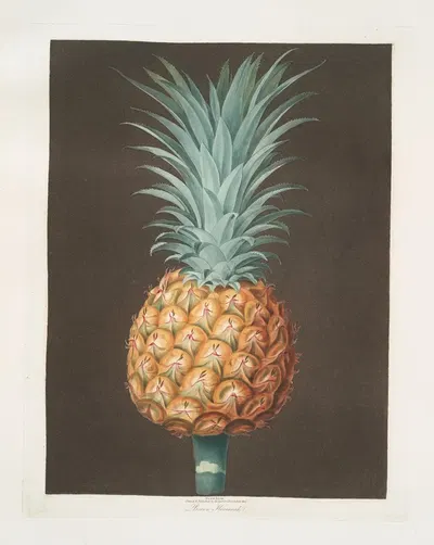 Brown Havannah pine. by George Brookshaw, 1812 — digital art print download