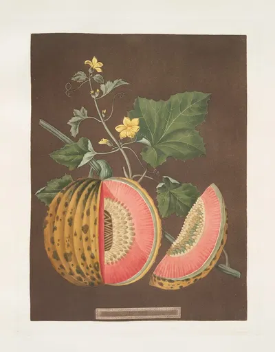 Cantaloupes by George Brookshaw, 1812 — digital art print download