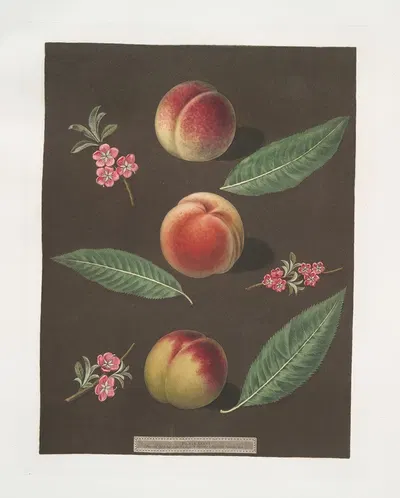 Chancellor, Catherine and the Old Newington peaches. by George Brookshaw, 1812 — digital art print download