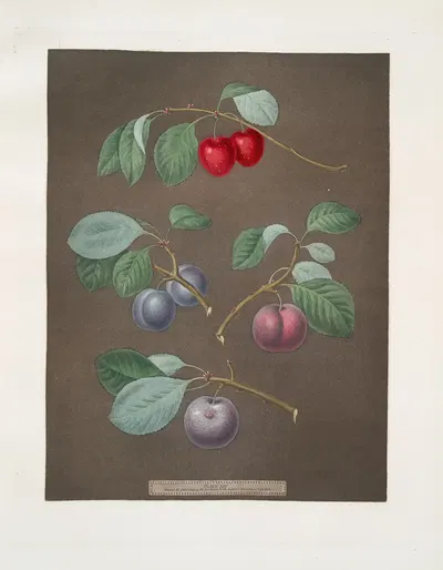 Cherry, Laurance, French and the Common-Orlean Plums. by George Brookshaw, 1812 — digital art print download