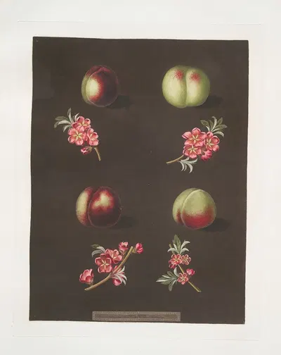Claremont, Homerton's white, Ford's black and the Genoa nectarines. by George Brookshaw, 1812 — digital art print download