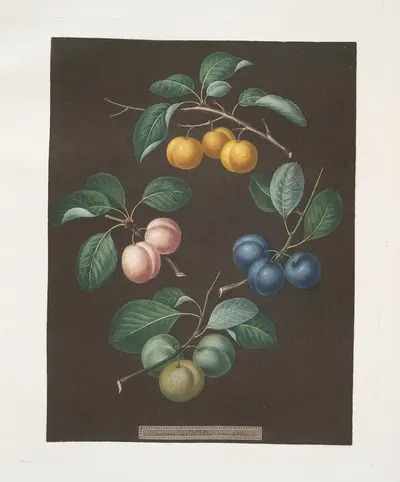 Drap d'Or, or Cloth of Gold, White gage, Blue gage and Green gage plums. by George Brookshaw, 1812 — digital art print…
