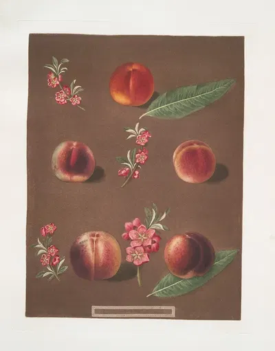 Duc de Tillees, or Dutilees, Old Brugnon, Brugnon, Murry nectarine and the Newington nectarine. by George Brookshaw, 1812 —…