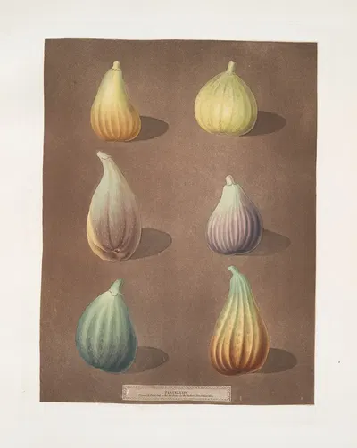 Fig varities (White Hanover, White Marseiles, Brown Naples or Italian, Purple, Green Ischia and the Brunswick). by George…