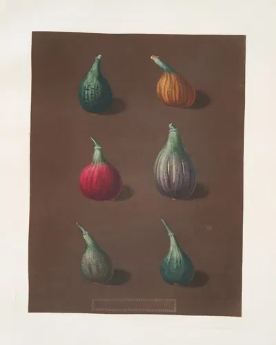 Figs (Green Ischia, Red Turkey, Turkey, Brown Malta and the Black Ischia varities). by George Brookshaw, 1812 — digital art…
