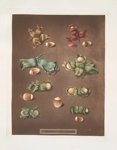 Filberts and Nuts (scarlet, white, Barcelona, English cob and brown hazle) by George Brookshaw, 1812 — digital art print…