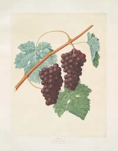 Grizzly frontiniac grape. by George Brookshaw, 1812 — digital art print download