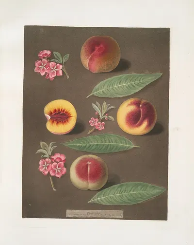 Marlborough, Rumbullion, and the Double mountain peaches. by George Brookshaw, 1812 — digital art print download