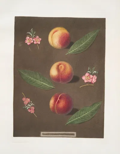 Montauban, Gross minion and the Old royal George peaches. by George Brookshaw, 1812 — digital art print download