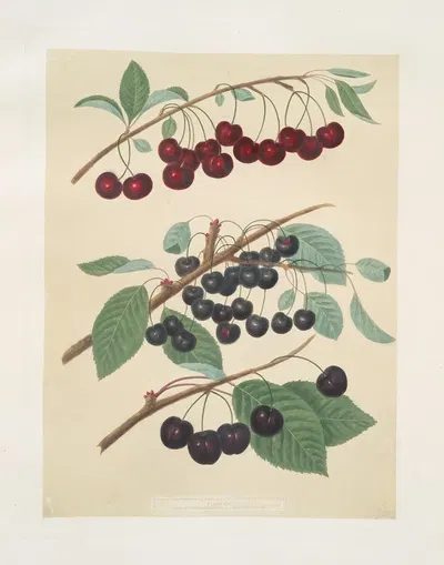 Morella, Caroon and and the Cherry introduced by Mr. Reynolds of Brentford. by George Brookshaw, 1812 — digital art print…