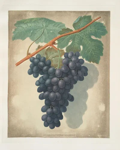 Morocco grape. by George Brookshaw, 1812 — digital art print download