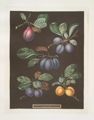Pear, Blue imperatrice (The Empress), Brignole and St. Catherine plums. by George Brookshaw, 1812 — digital art print…