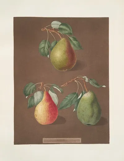 Pears (Brown beurree, Golden beurree and the Colmar varities). by George Brookshaw, 1812 — digital art print download