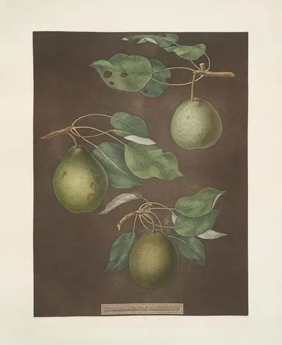 Pears (Cressan, Tarlington and the Aster bergamot varities). by George Brookshaw, 1812 — digital art print download
