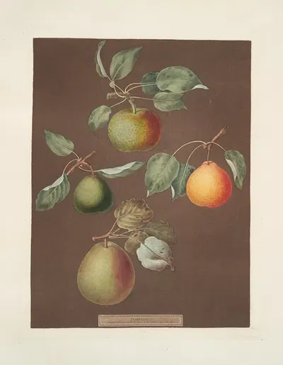 Pears (Michaelmas, or Autumn Bergamot, Summer, Orange and Gansell's bergamots). by George Brookshaw, 1812 — digital art…