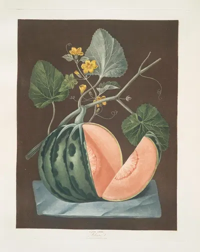 Polinac melon. by George Brookshaw, 1812 — digital art print download