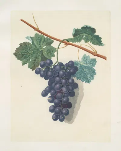 Raisin de Calmes (grapes). by George Brookshaw, 1812 — digital art print download