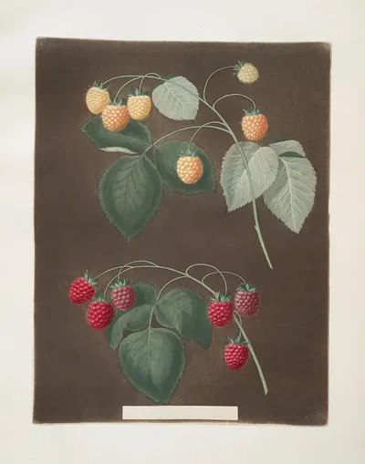 Red and the White Antwerp Raspberries. by George Brookshaw, 1812 — digital art print download