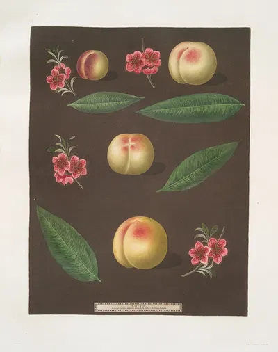 Red nutmeg, Hemskirk, Early Ann and French Vanguard Peaches. by George Brookshaw, 1812 — digital art print download