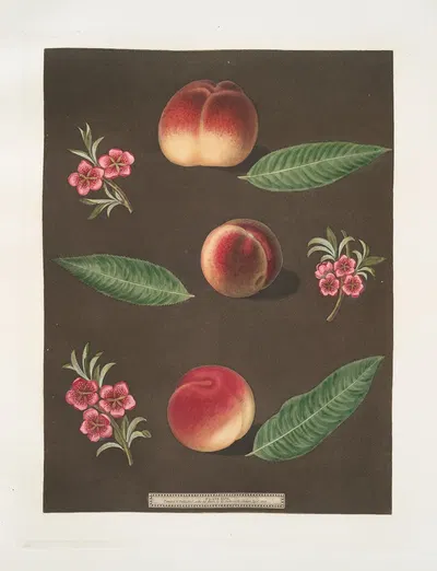 Royal George, Royal Charlotte, and the French Mignonne, or Minion Peaches. by George Brookshaw, 1812 — digital art print…