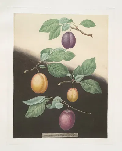 Semiana, Coe's golden drop, White perdrigon and the [Late Imperial] plums. by George Brookshaw, 1812 — digital art print…