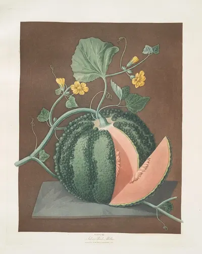 Silver rock melon. by George Brookshaw, 1812 — digital art print download