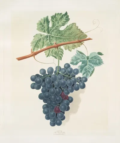 The Frankindale grape. by George Brookshaw, 1812 — digital art print download