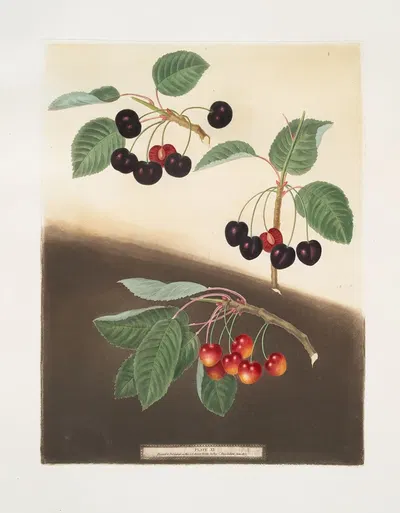 Tradescant, Millet's and Amber-heart cherries. by George Brookshaw, 1812 — digital art print download