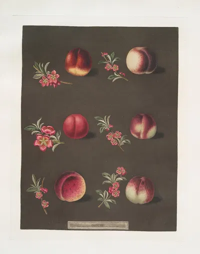 Vermash, Violette Hative, Red Roman, North scarlet, Ell rouge and the Peterborough nectarines. by George Brookshaw, 1812 —…