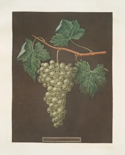 White grapes. by George Brookshaw, 1812 — digital art print download