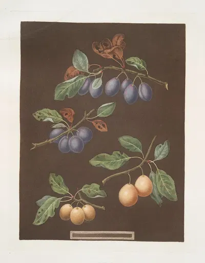 White masculine, Red masculine, Orange and Turkey Apricots. by George Brookshaw, 1812 — digital art print download