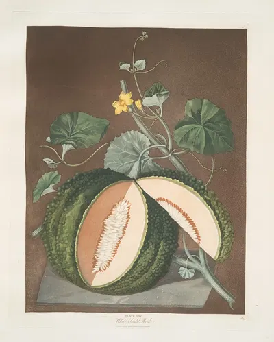 White seeded rock melon. by George Brookshaw, 1812 — digital art print download