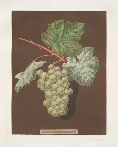 White sweet water grape. by George Brookshaw, 1812 — digital art print download