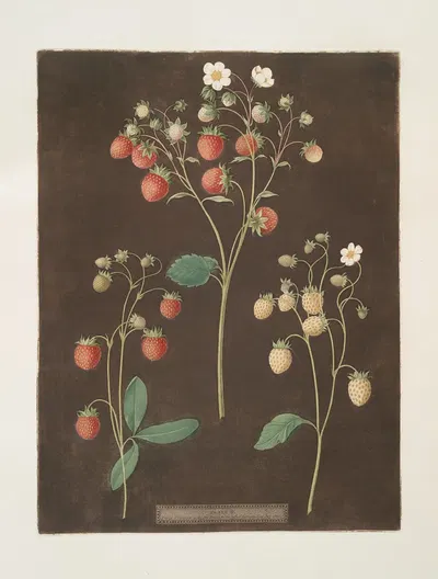 Wood strawberry – The new early prolific strawberry – White Alpine by George Brookshaw, 1812 — digital art print download