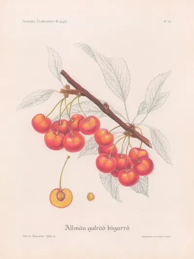 Allmän gulröd bigarrå by Henriette Sjöberg, 1924 — digital art print download