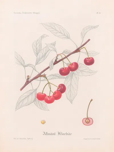 Allmänt klarbär by Henriette Sjöberg, 1924 — digital art print download