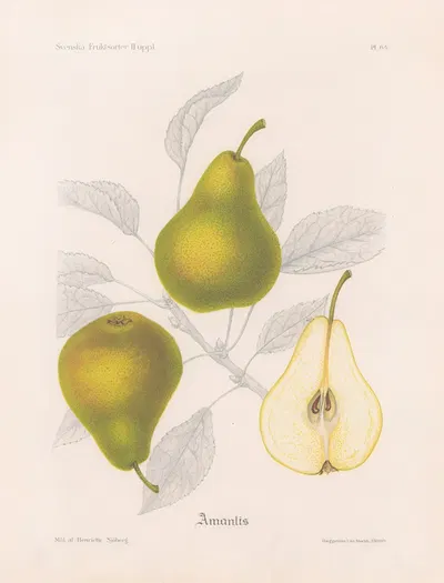 Amanlis by Henriette Sjöberg, 1924 — digital art print download