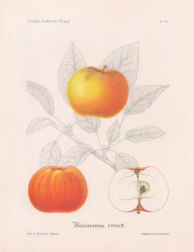 Baumanns renett by Henriette Sjöberg, 1924 — digital art print download