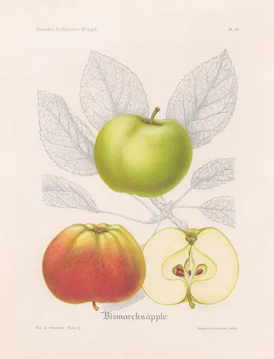 Bismarcksäpple by Henriette Sjöberg, 1924 — digital art print download