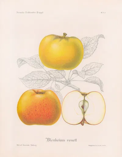Blemheims renett by Henriette Sjöberg, 1924 — digital art print download