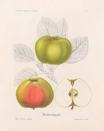 Boikenäpple by Henriette Sjöberg, 1924 — digital art print download