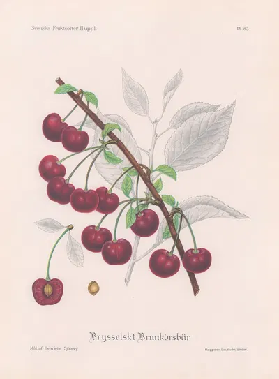 Brysselskt brunkörsbär by Henriette Sjöberg, 1924 — digital art print download